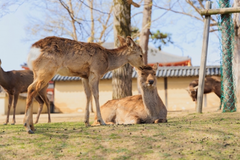 사슴 공원(Nara Deer Park) · 여행사 제공 참고 사진