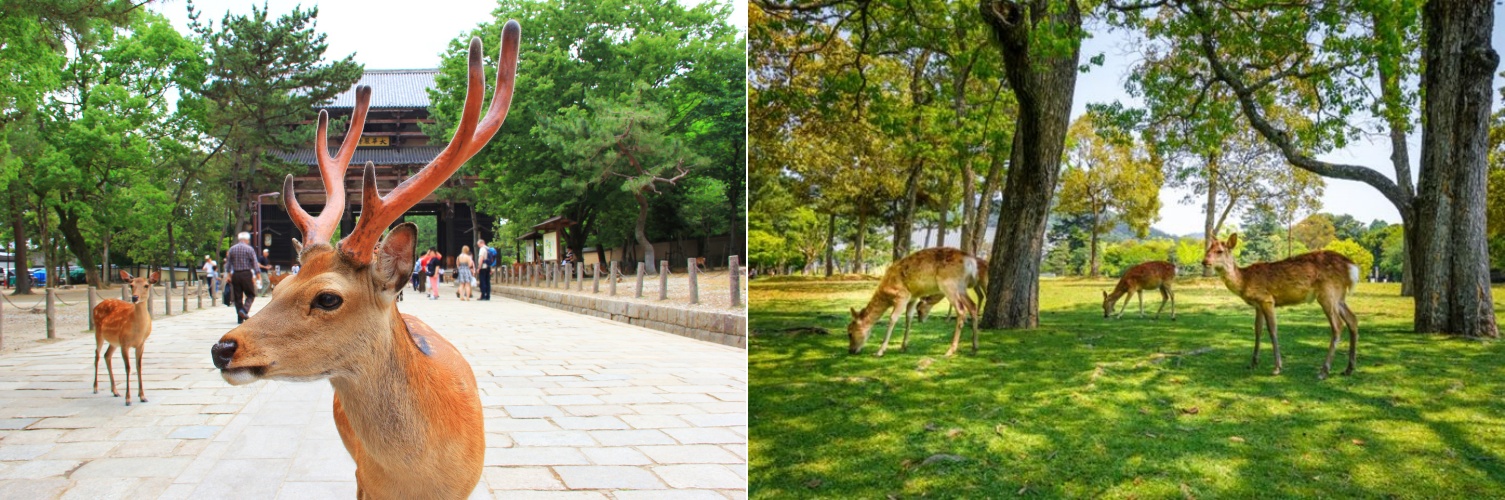 사찰 앞 보도블록 길에서 정면을 바라보는 사슴의 모습과 푸른 잔디밭에서 풀을 뜯는 사슴 무리가 분할되어 있습니다.