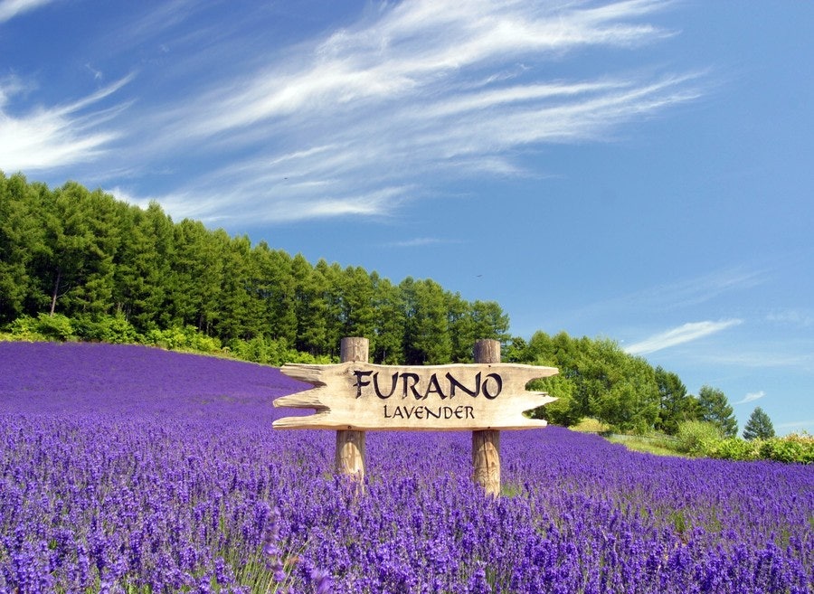 보랏빛 라벤더 꽃밭 언덕 위에 서 있는 'FURANO LAVENDER' 목재 팻말과 푸른 하늘